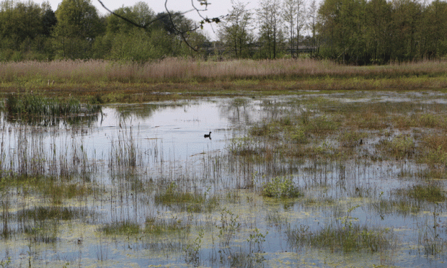 Kamperen Zevenbosch – 2